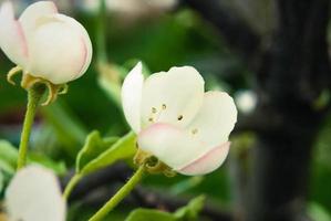 Pink apple flowers, beautiful spring background. photo