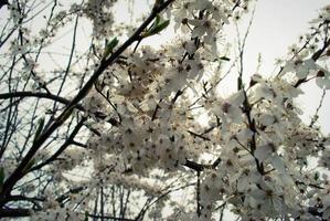 hermosas flores de sakura, flor de cerezo foto