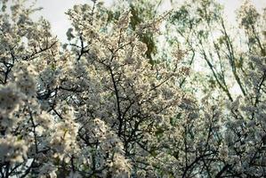 Beautiful white flowers of cherry tree. photo