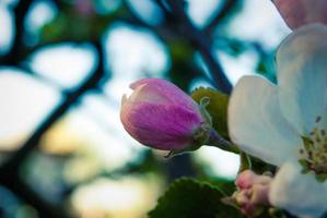 Beautiful pink apple flowers, spring background. photo