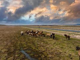 Beautiful Icelandic horses running around in the field. photo