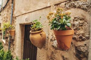 Close-up of potted plants on wall by door of old building in historic town photo
