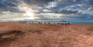 Beautiful Icelandic horses running around in field. photo