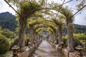 View of creepers covered pergola amidst trees at historic park during summer photo
