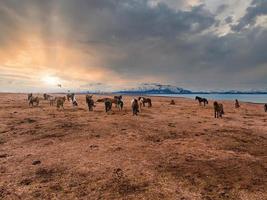 Beautiful Icelandic horses running around in field. photo