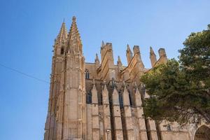 Low angle view of gothic style La Seu cathedral and tree against clear blue sky photo