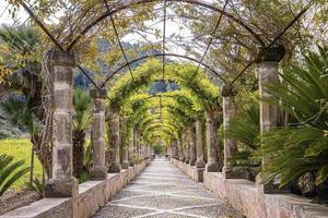 Creepers and plants covered pergola amidst trees at historic park during summer photo