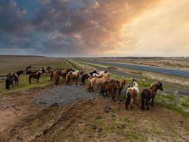 Beautiful Icelandic horses running around in the field. photo