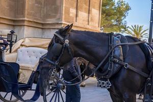 primer plano, de, hombre estar de pie, con, horsecart, contra, iglesia, en, histórico, ciudad foto