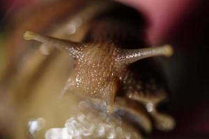 snail shell slowly macro lens
