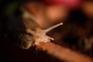 concha de caracol lente macro lentamente foto