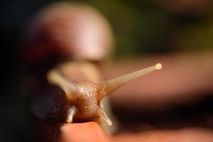 snail shell slowly macro lens photo