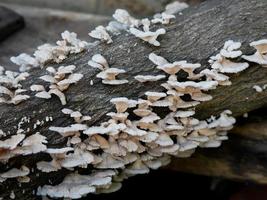 close-up of mushrooms growing on tree trunk photo