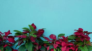 Beautiful flowers on a pastel blue background photo