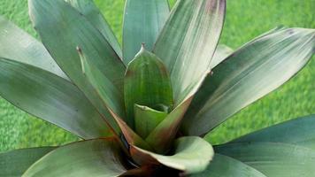 agave plant growing in the garden photo