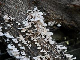 close-up of mushrooms growing on tree trunk photo