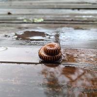 Los milpiés son un orden de invertebrados pertenecientes al phylum arthropoda, clase myriapoda. diplopoda. forma circular en el suelo mojado foto