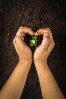 Small tree with Hands and soil , soil background photo