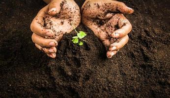 Small tree with Hands and soil , soil background photo