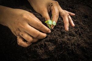 Small tree with Hands and soil , soil background photo