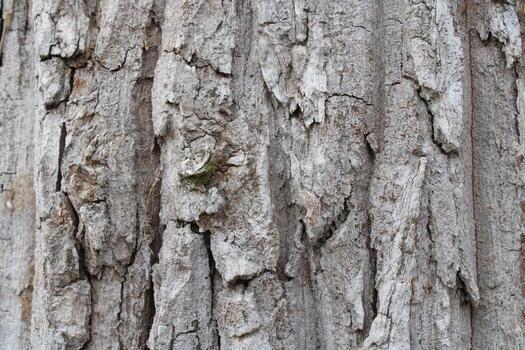 dry tree bark texture background - Image photo