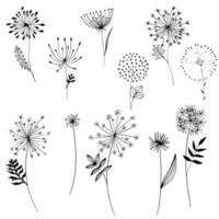 Hand drawn dandelion doodle set. Collection of pencil drawing sketches of different various form blowball flower on white background.