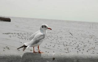 gaviotas de pie al borde del puente - imágenes foto