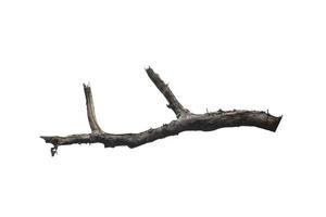 dry branches, dry branches, isolated on white background photo