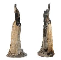 The burnt tree left only stumps. isolated on a white background photo