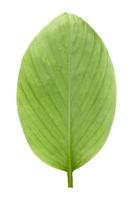 Green leaf Lotus Zenjia Kaempferia, Krachai isolated on white background. photo