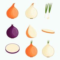 Set of onions isolated on white background. Flat vector illustration.