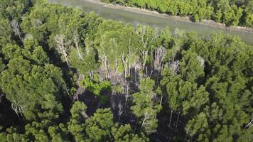 mourir la chute de l'arbre de la mangrove video