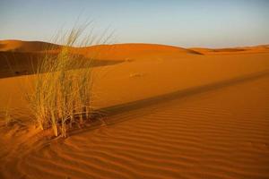 Beautiful sand dunes in the Sahara Desert in Morocco. Landscape in Africa in desert. photo