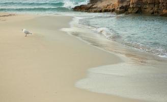 Beautiful beach with very clean and azure water on the mediterranean sea in the island of Ibiza, Spain. photo