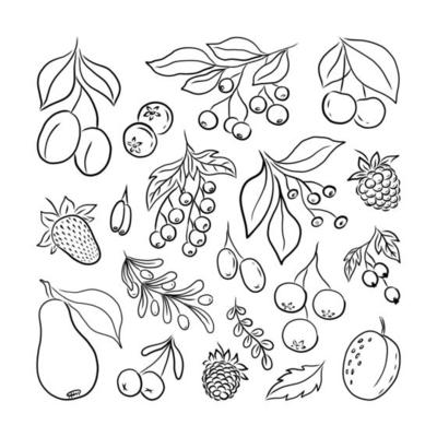 LARGE SET OF BLACK SILHOUETTES OF BERRIES AND FRUITS ON A WHITE BACKGROUND IN VECTOR