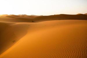 Beautiful sand dunes in the Sahara Desert in Morocco. Landscape in Africa in desert. photo