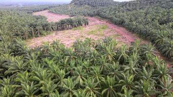 Aerial fly over oil palm trees is cut down video