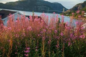 Colorful mountain scenes in Norway. Beautiful landscape of Norway, Scandinavia. Norway mountain landscape. Nature in summer. photo