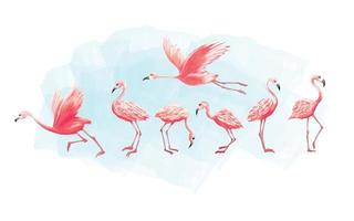 Set of flamingos with different posing watercolor vector illustration graphic on white