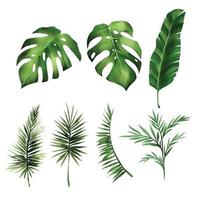conjunto de monstera de hoja tropical, ilustración de vector de hojas de bosque sobre fondo blanco.