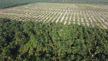 Fly over the plantation of replant young oil palm tree video