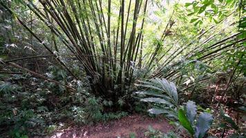panorámica en la jungla de bambú video