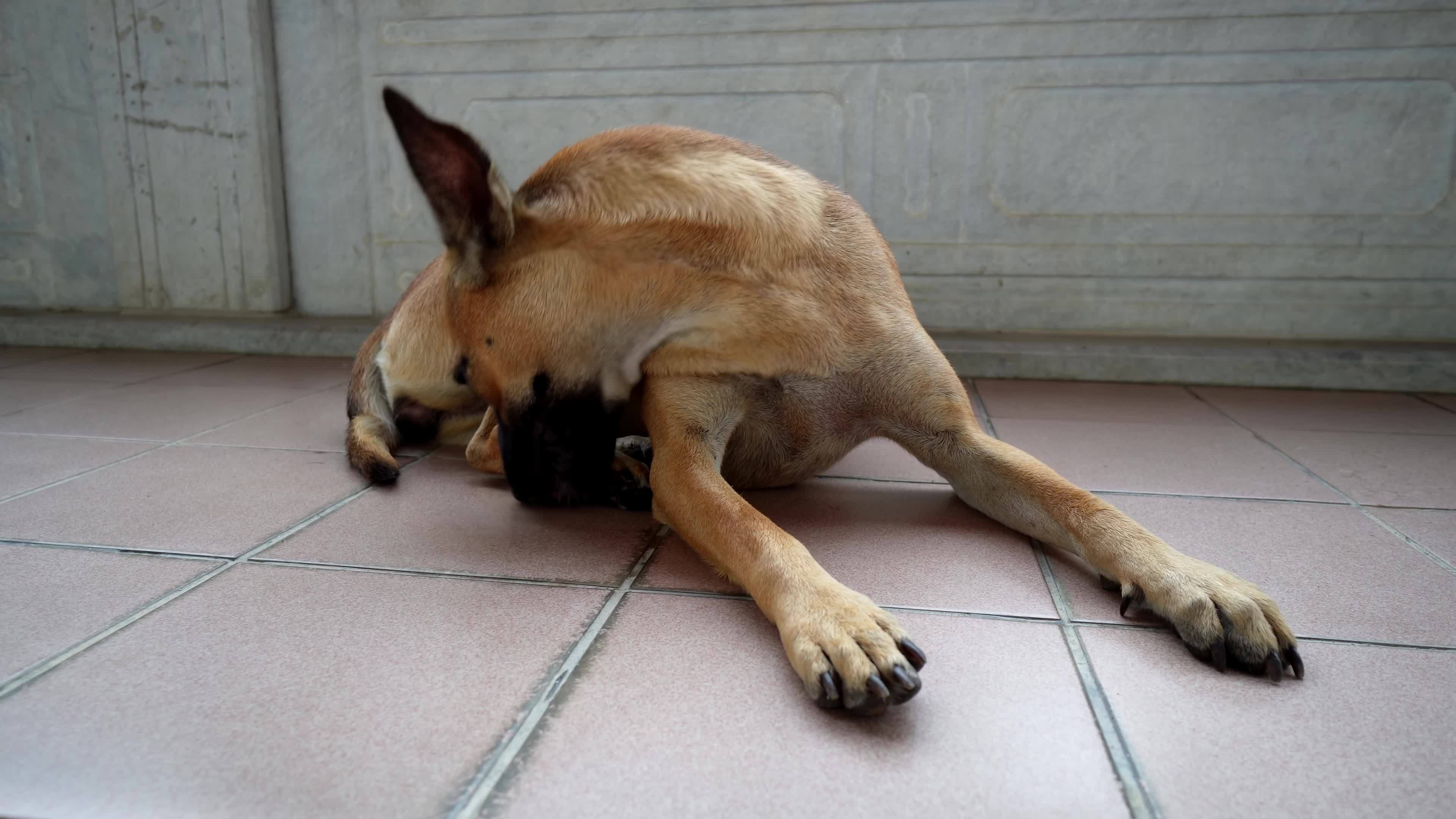A dog lick its leg at floor 7927831 Stock Video at Vecteezy
