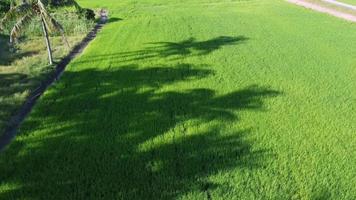 Flygfoto kokosnötskugga på det gröna risfältet video