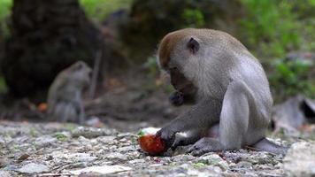 el mono come la fruta con la mano. video