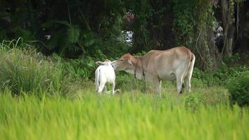 vaca mãe é amor o gado.
