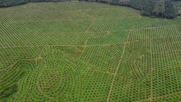 glissement aérien sur une plantation de palmiers à huile verte pour la replantation video