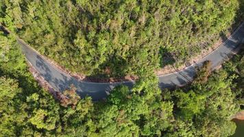 Aerial view winding tree and shadow video