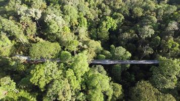 Flygfoto baldakin promenad på tropisk grön skog video