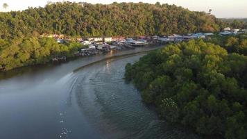 grupo de pájaros garzas buscando comida en el río cerca del manglar video